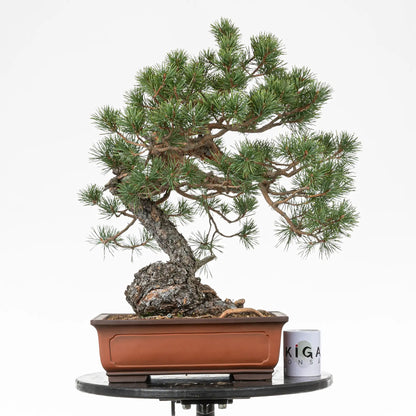 Comparativa de tamaño de bonsai yamadori de bonsai de pino silvestre con una taza de café de la tienda ikigai bonsai.