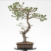 PINUS SYLVESTRIS
