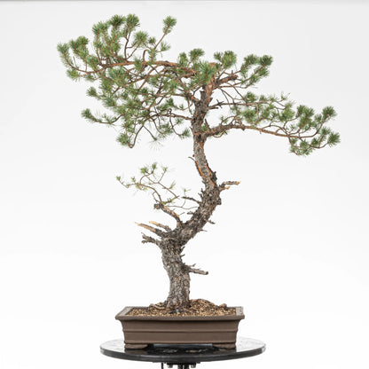 Bonsai yamadori de pinus sylvestris estilo bunjin y tamaña dai