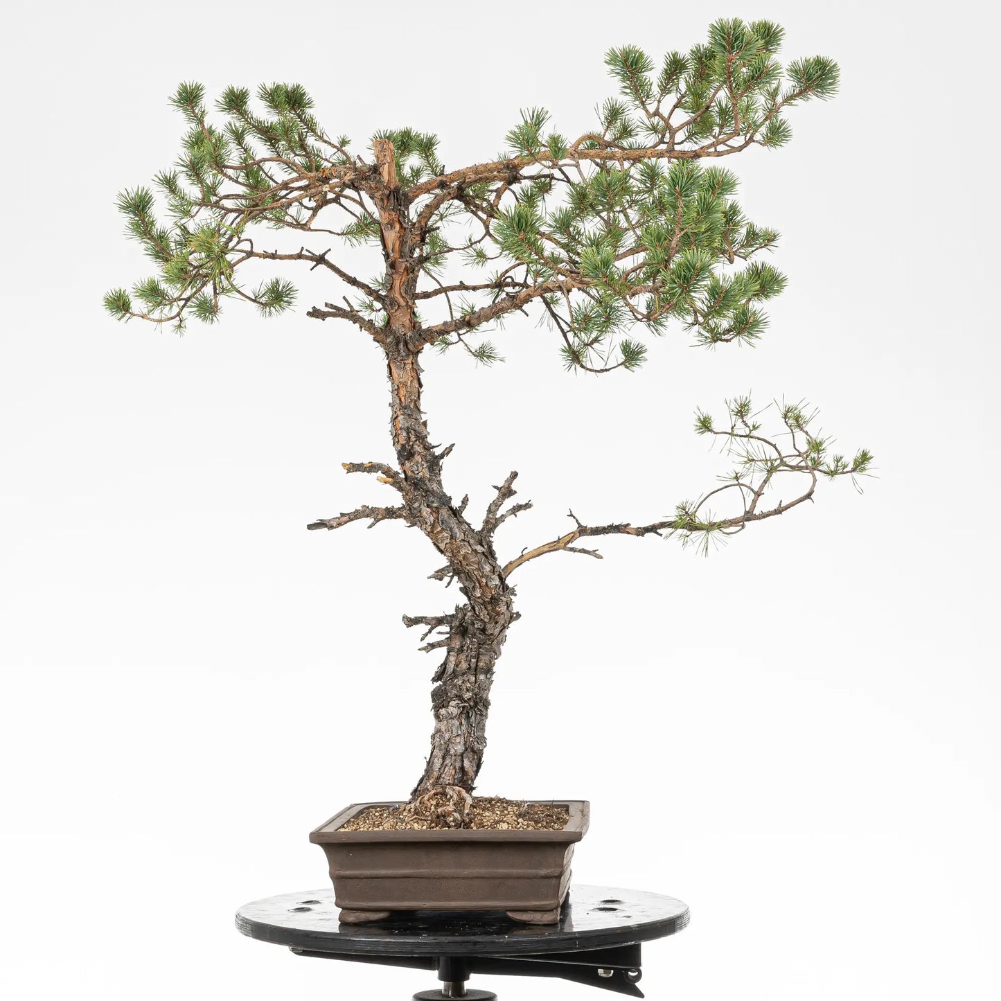 Cara derecha de bonsai yamadori de pinus sylvestris