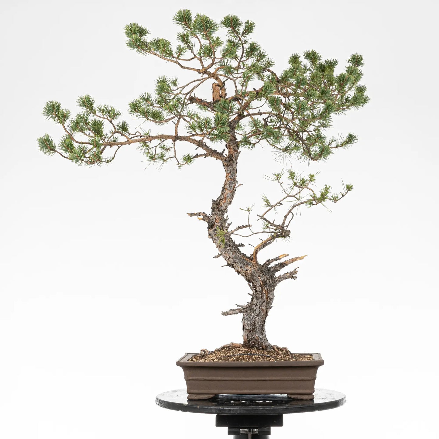 Cara trasera de bonsai yamadori de pinus sylvestris