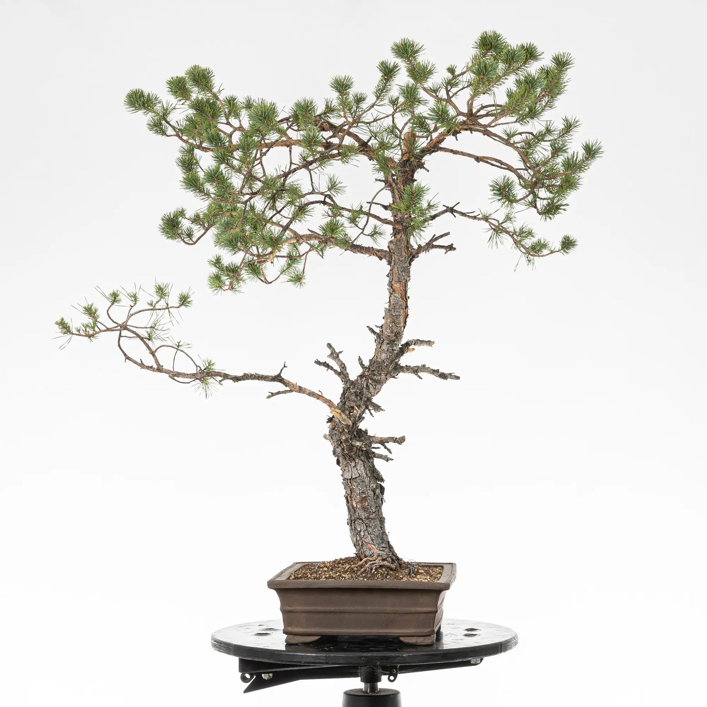 Cara izquierda de bonsai yamadori de pinus sylvestris