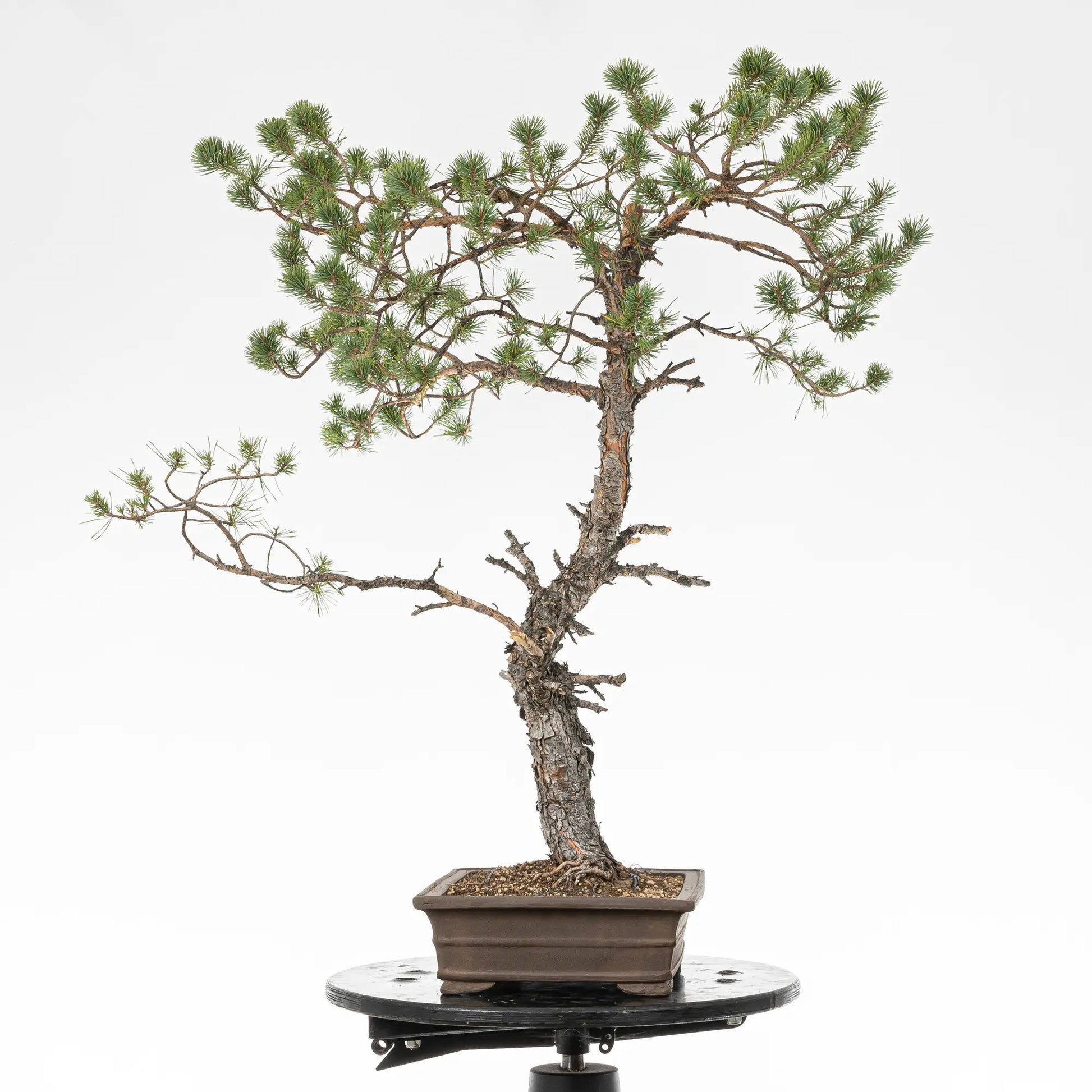 Cara izquierda de bonsai yamadori de pinus sylvestris
