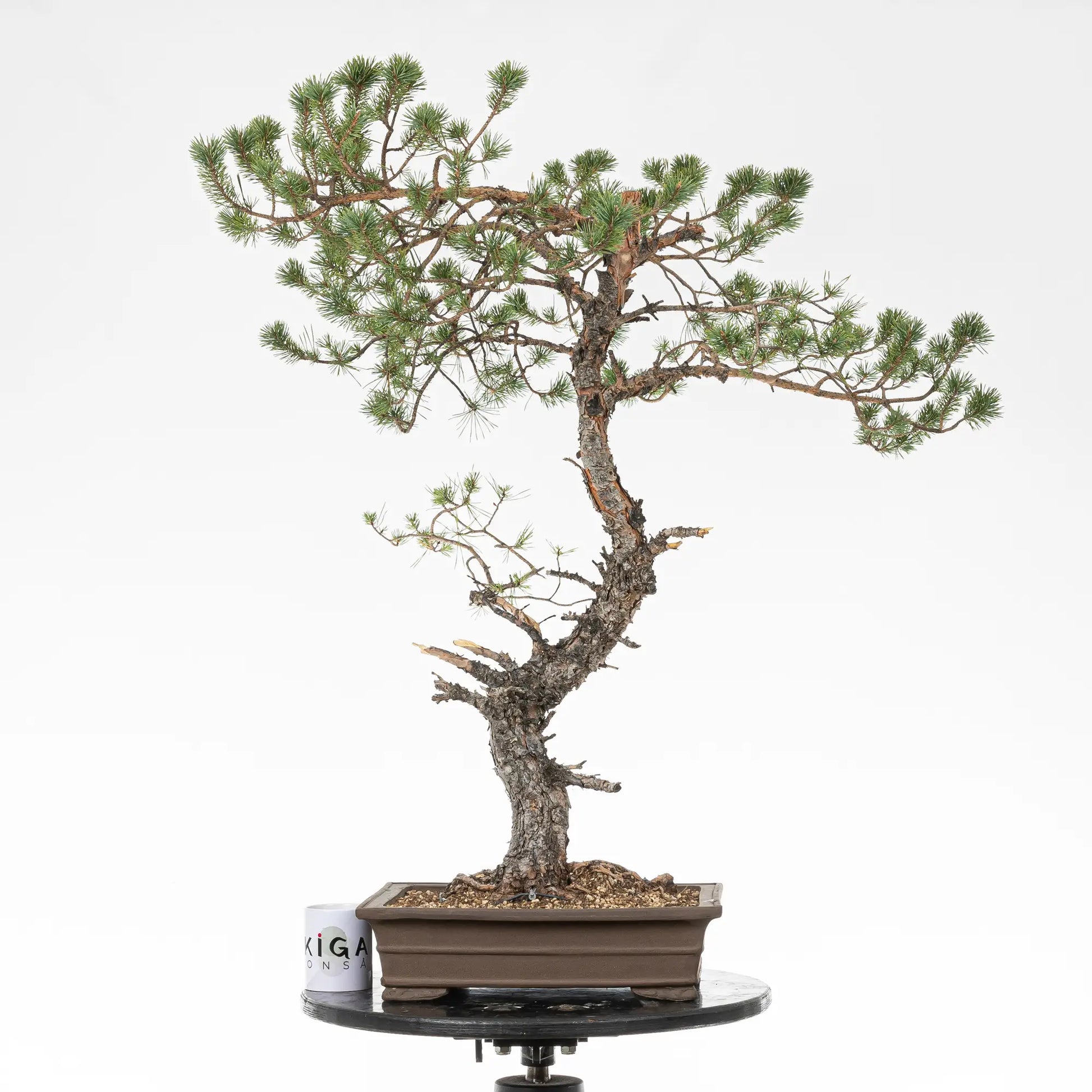 Comparativa de tamaño de bonsai yamadori de pinus sylvestris con una taza de café de la tienda ikigai bonsai