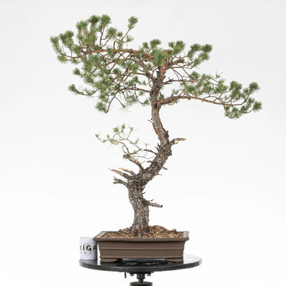 Comparativa de tamaño de bonsai yamadori de pinus sylvestris con una taza de café de la tienda ikigai bonsai