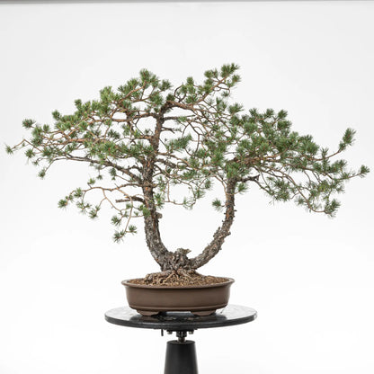 Bonsai yamadori de pinus sylvestris tamaño dai y estilo doble tronco.