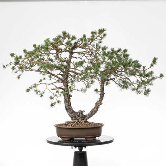 Bonsai yamadori de pinus sylvestris tamaño dai y estilo doble tronco.