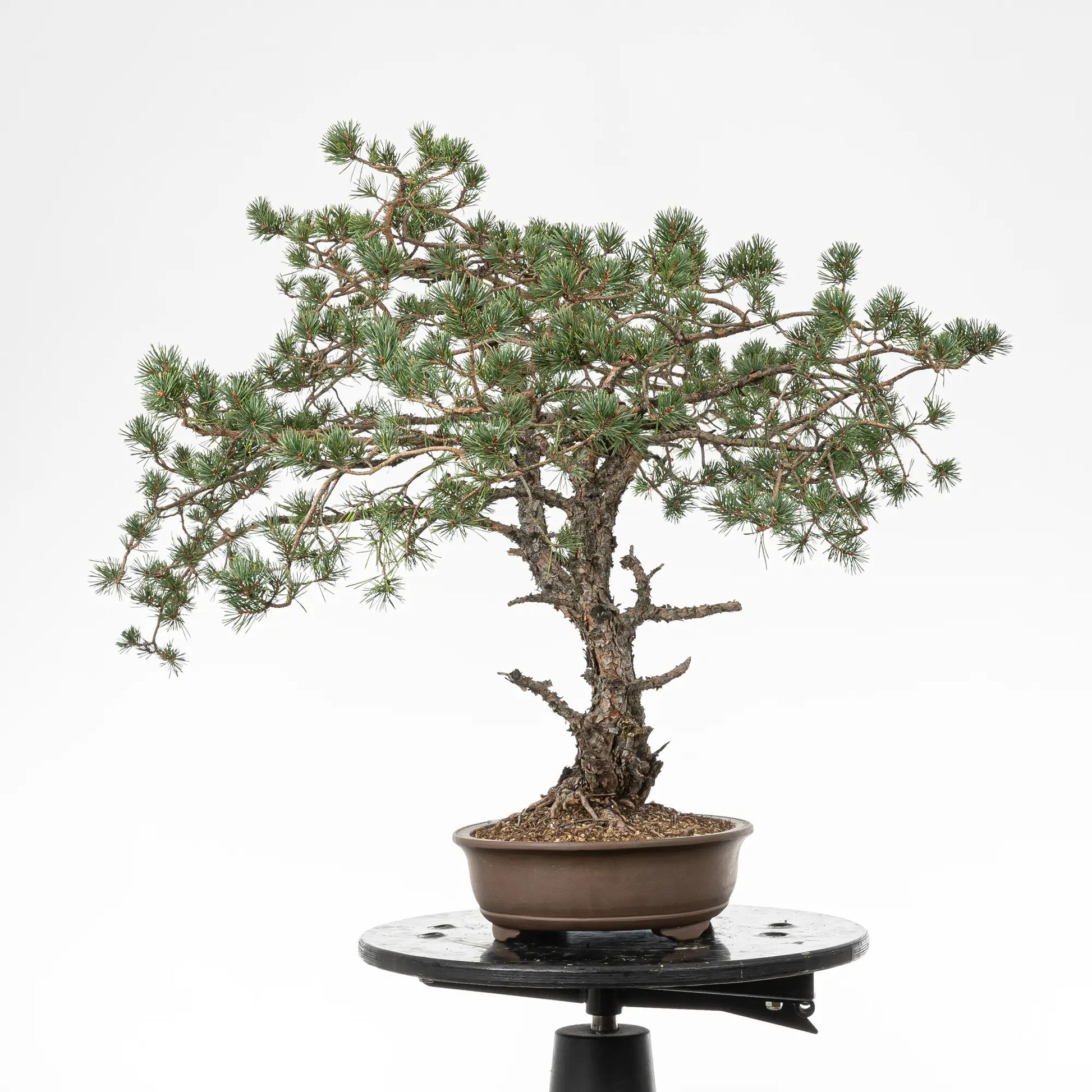 Cara derecha de bonsai yamadori de pino silvestre