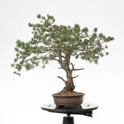 Cara derecha de bonsai yamadori de pino silvestre