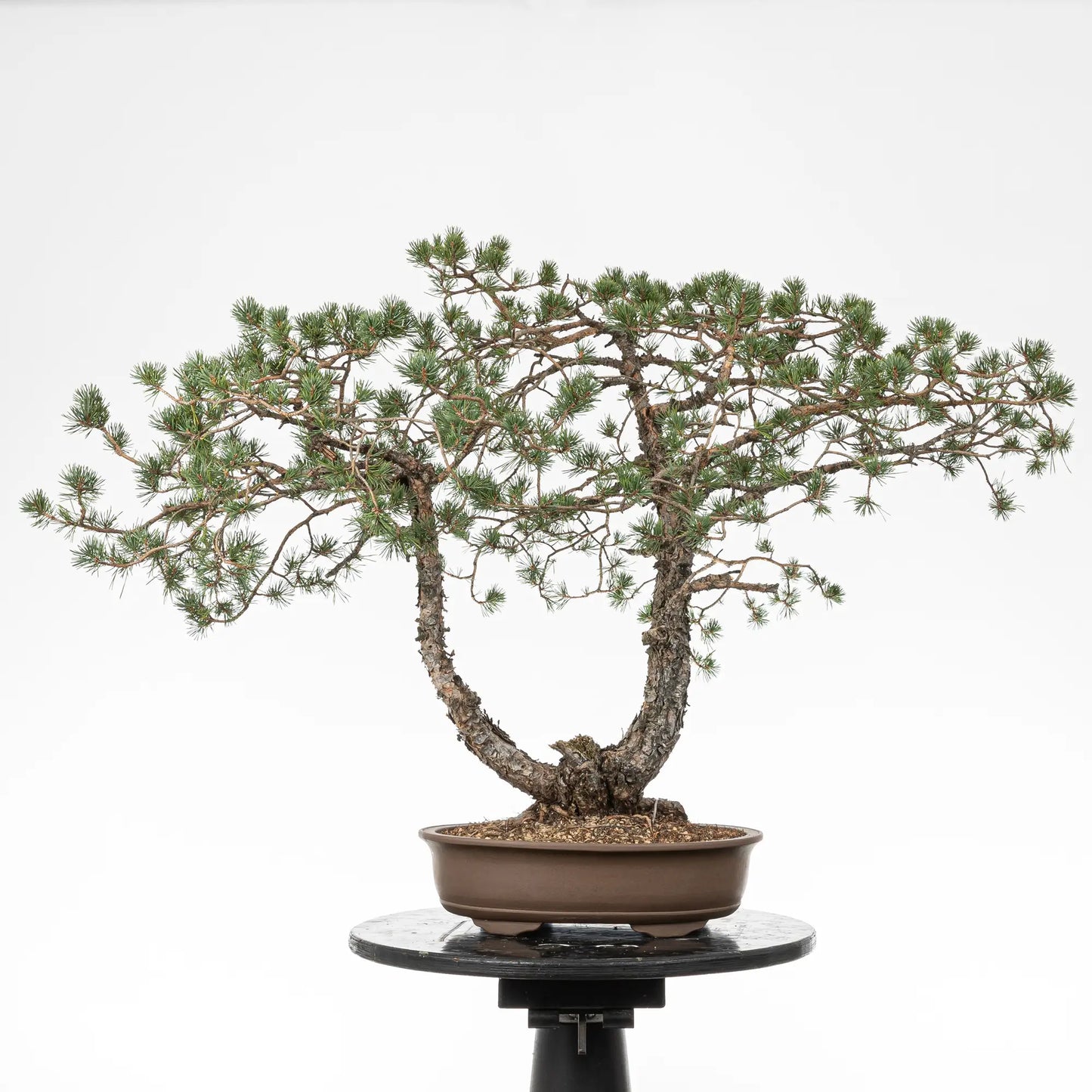 Cara trasera de bonsai yamadori de pino silvestris
