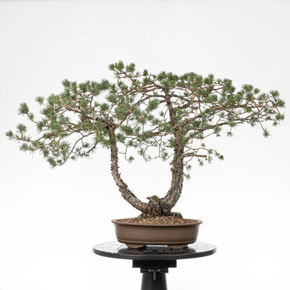 Cara trasera de bonsai yamadori de pino silvestris