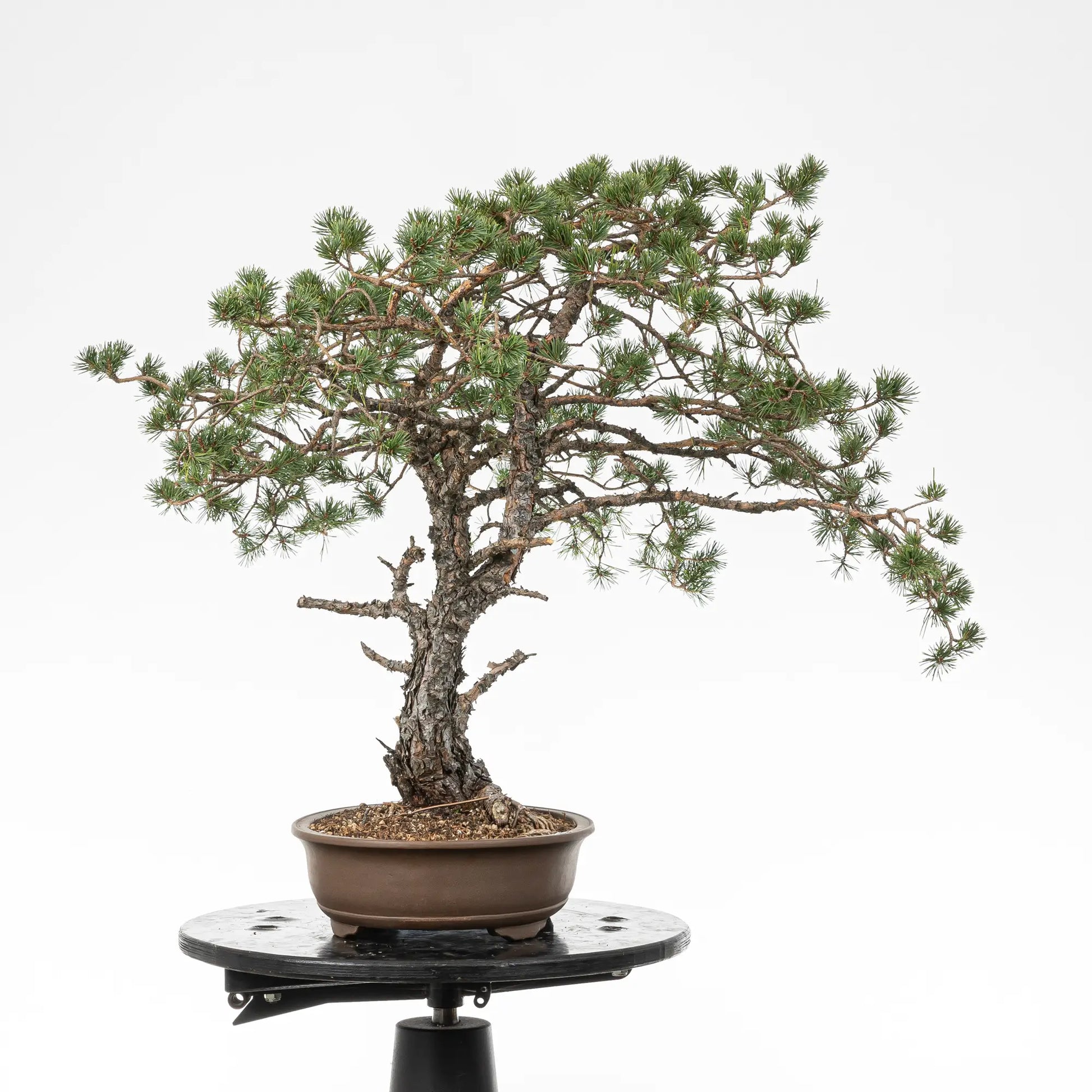 Cara derechad e bonsai yamadori de pino silvestre
