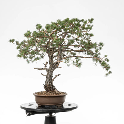 Cara derechad e bonsai yamadori de pino silvestre