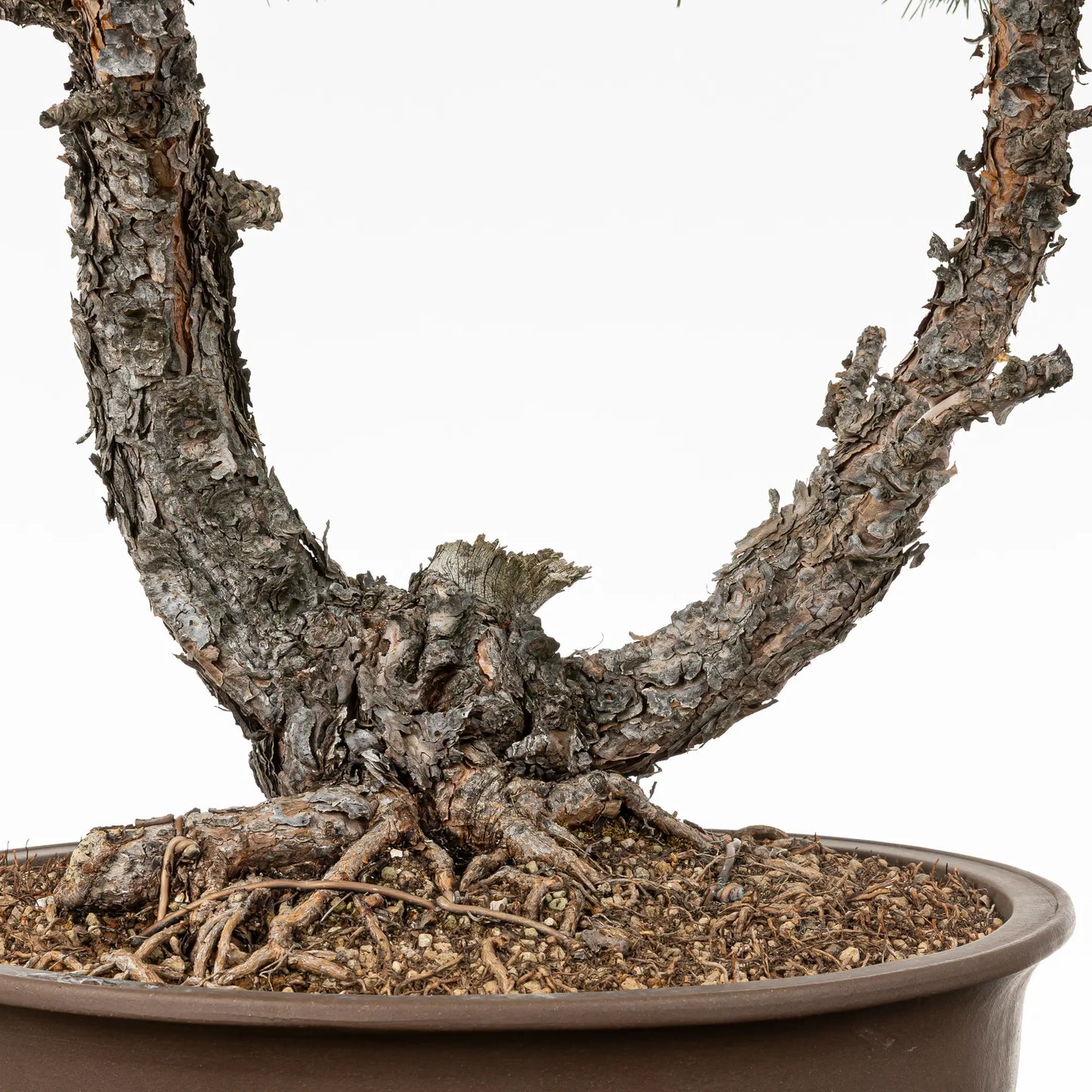 Detalle de nebari y doble tronco