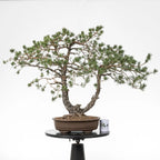 Comparativa de tamaño de un bonsai de pino silvestris con una taza de café de la tienda de ikigai bonsai.