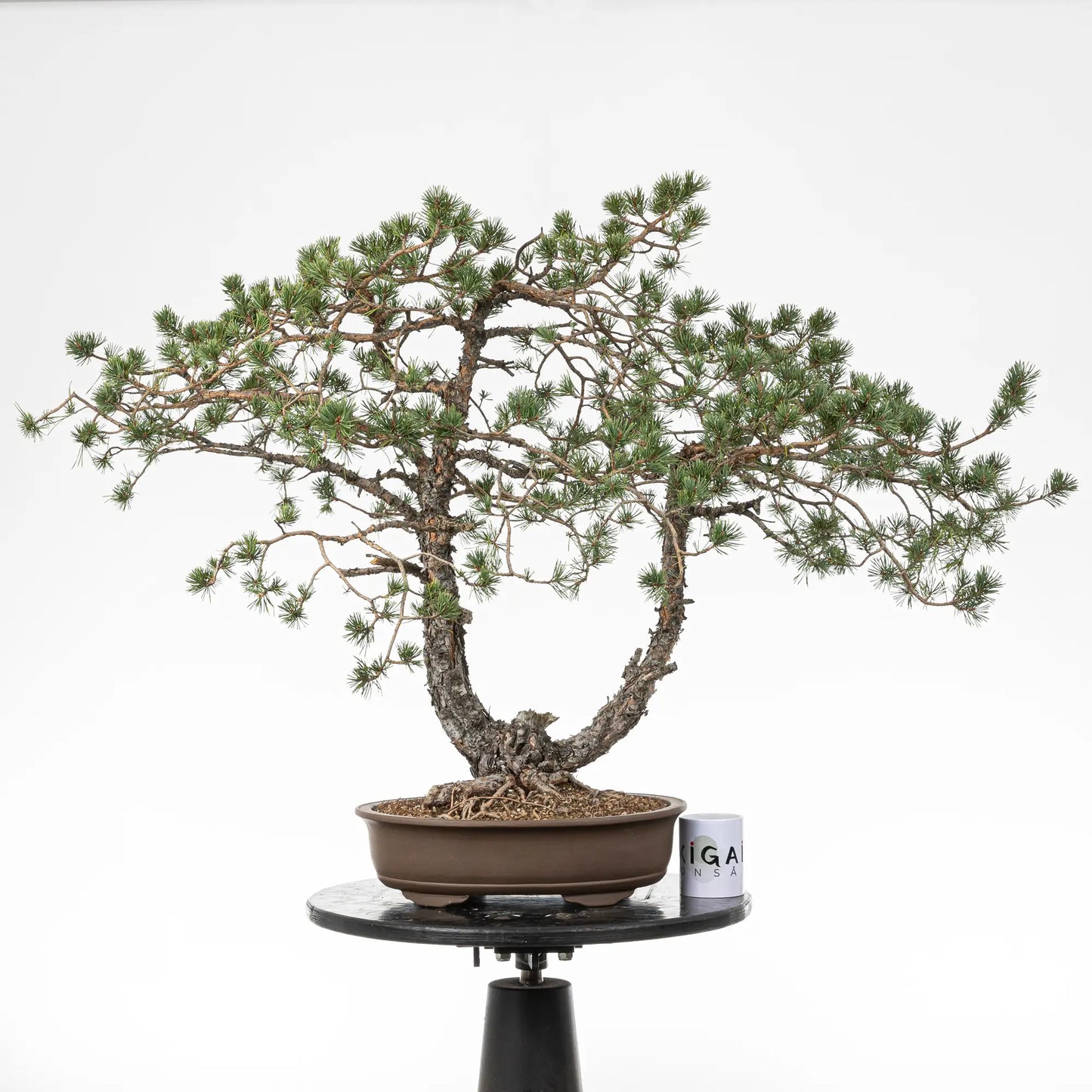 Comparativa de tamaño de un bonsai de pino silvestris con una taza de café de la tienda de ikigai bonsai.
