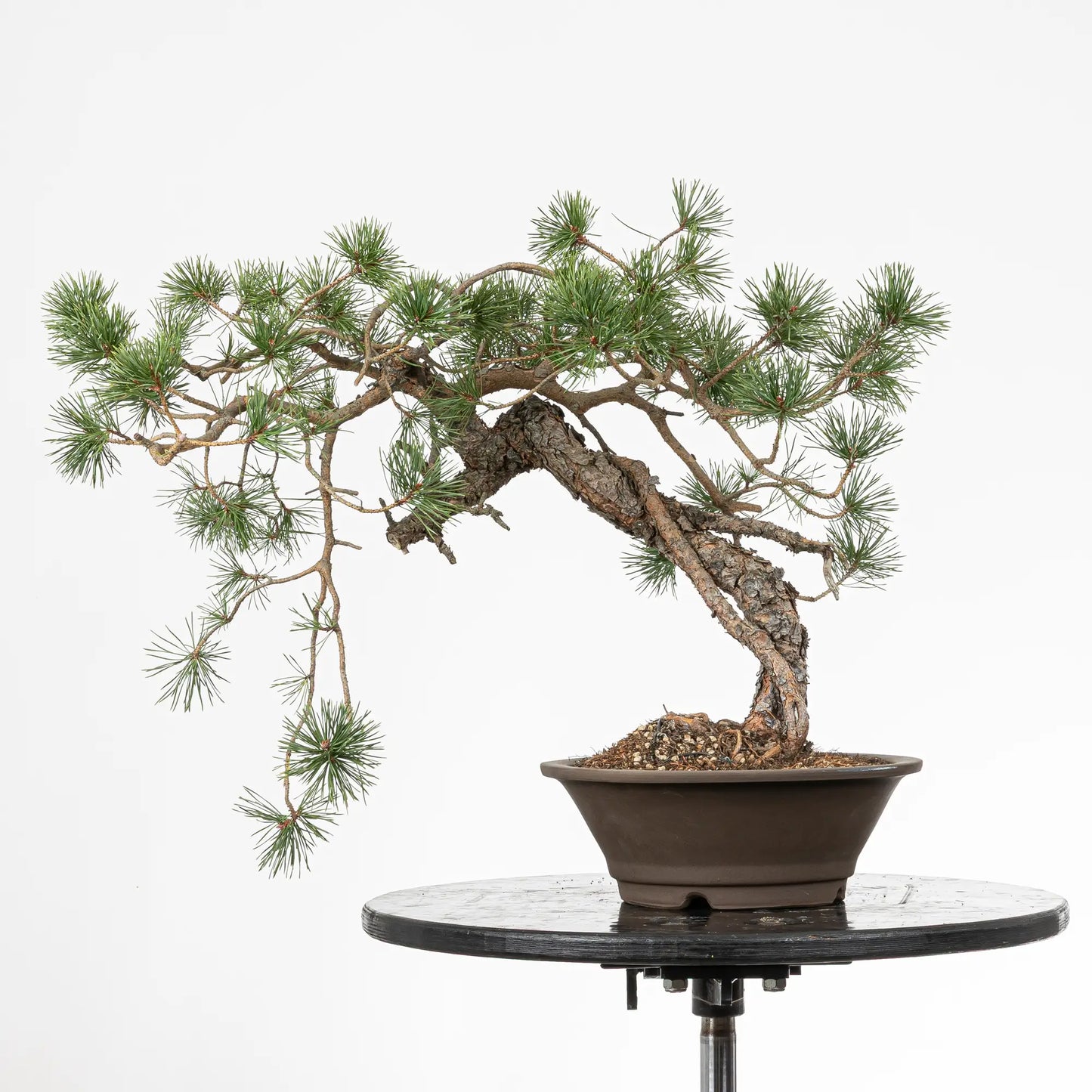 Bonsai yamadori de pinus sylvestris estilo neagari y tamaño chuhin