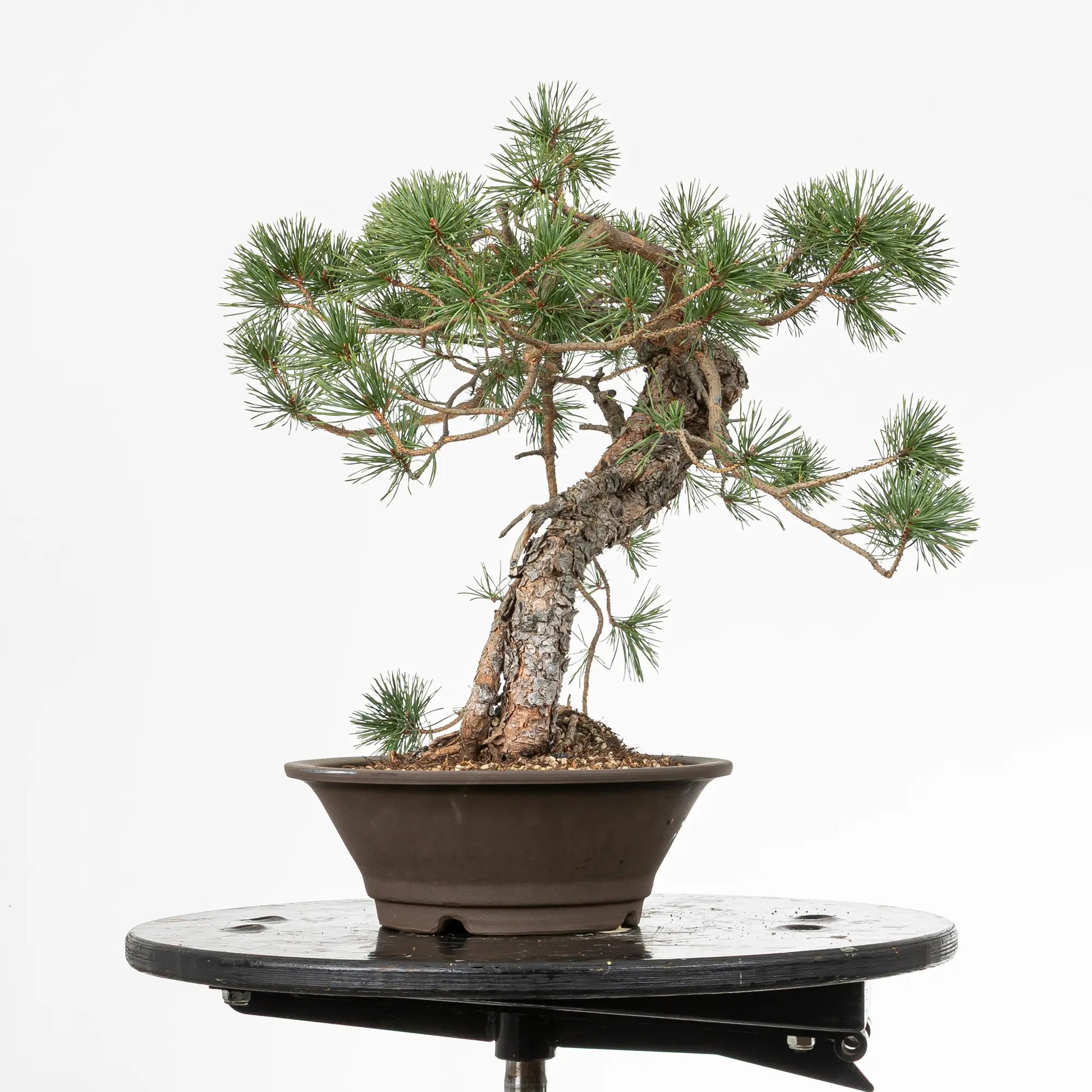 Cara derecha de bonsai yamadori de pinus sylvestris