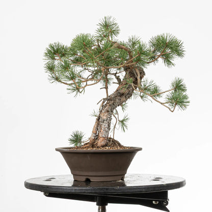 Cara derecha de bonsai yamadori de pinus sylvestris