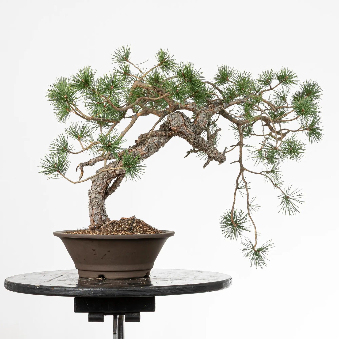 Cara traserda de bonsai yamadori de pinus sylvestris