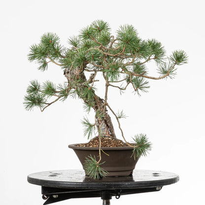 Cara izquierda de bonsai yamadori de pinus sylvestris