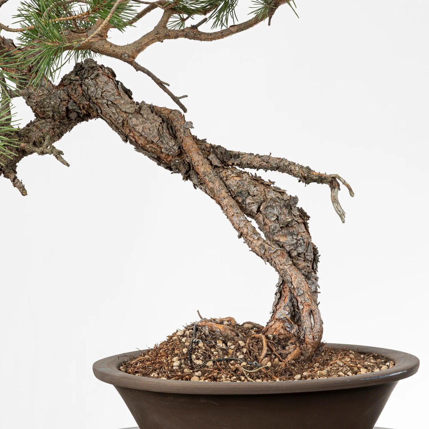 Detalle de neagari en pinus sylvestris