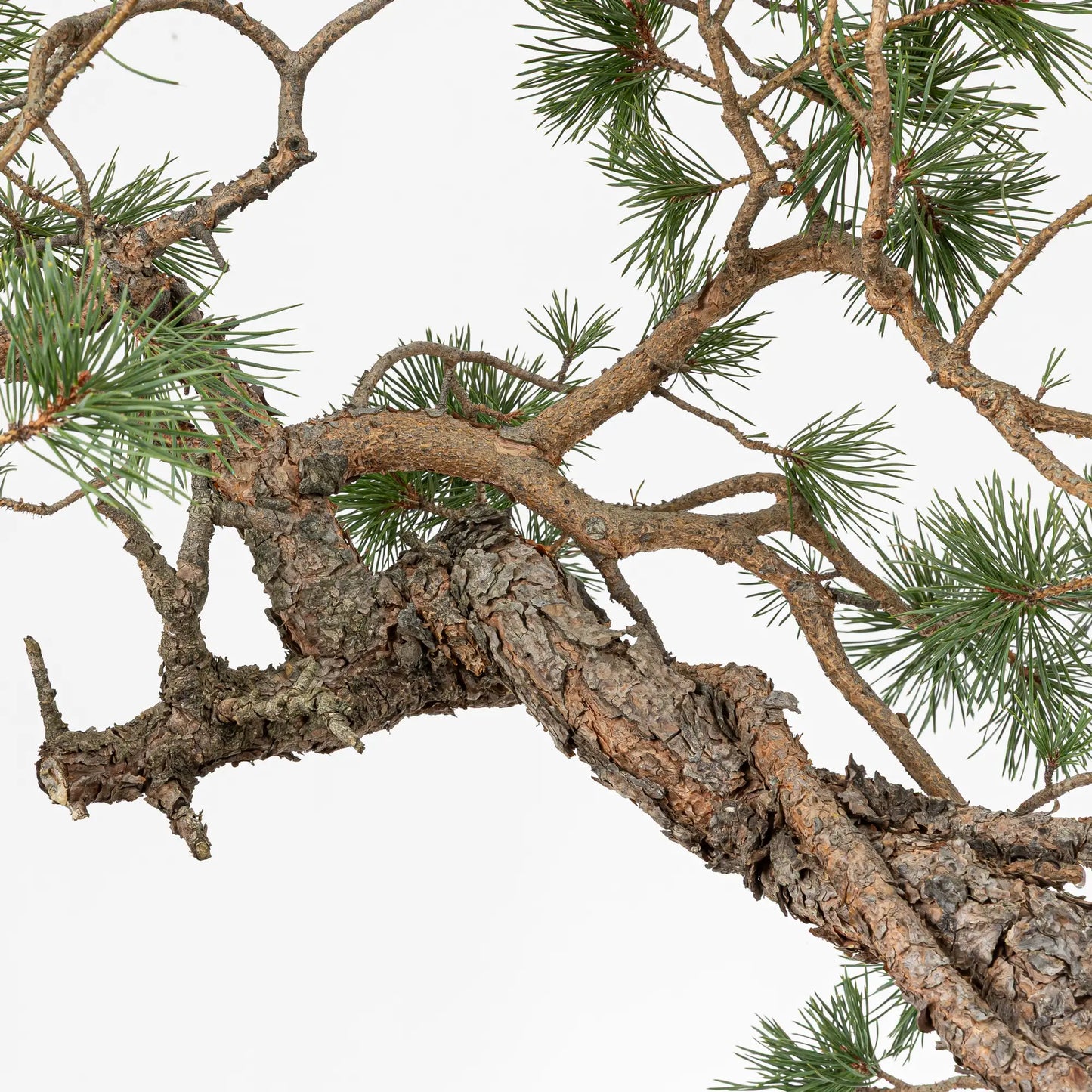 Detalle de tronco y ramas de bonsai yamadori de pinus sylvestris