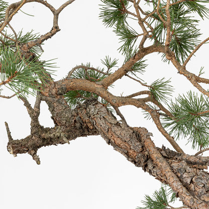 Detalle de tronco y ramas de bonsai yamadori de pinus sylvestris