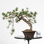 comparativa de tamaño de un bonsai yamadori de pinus sylvestris con una taza de café de la tienda ikigai bonsai.