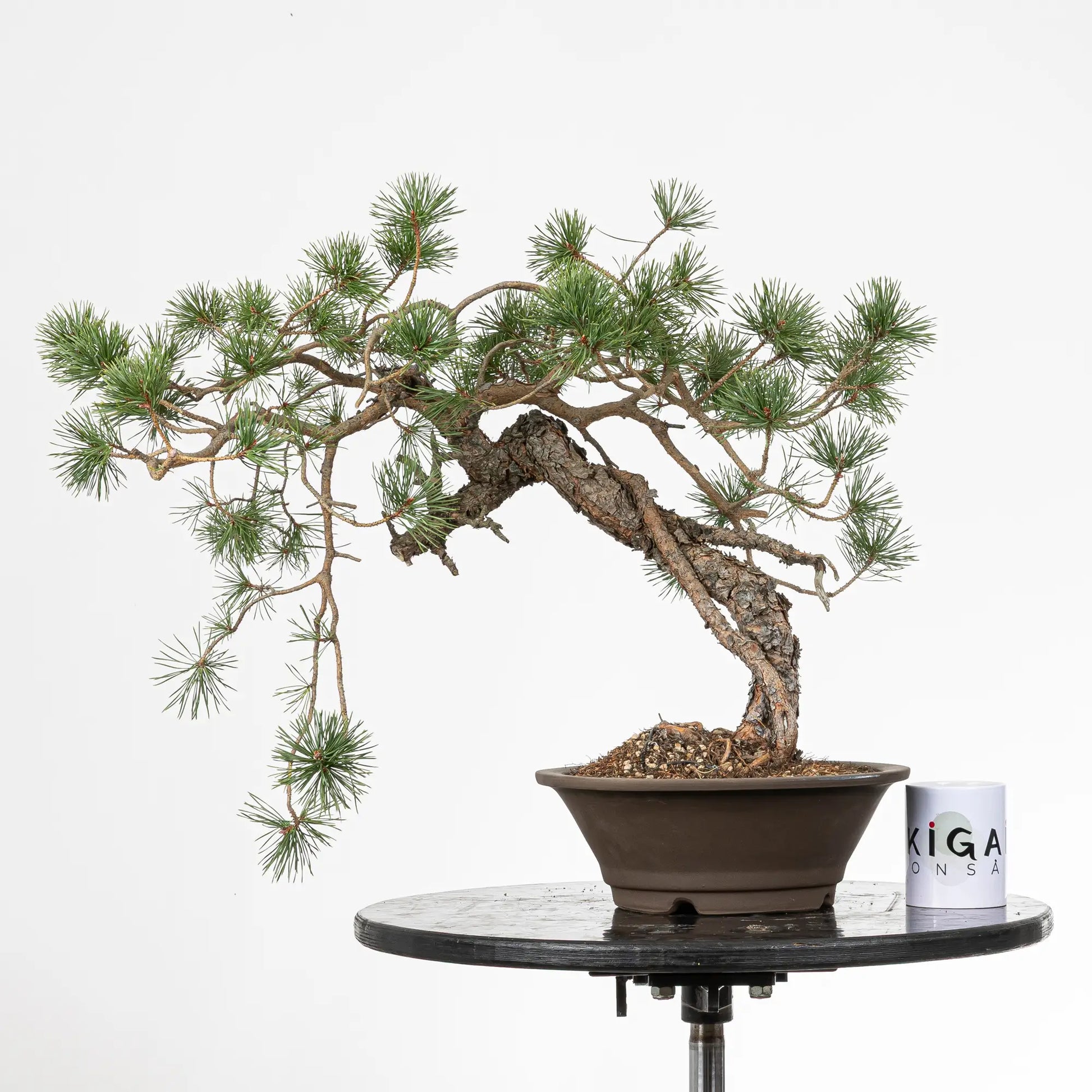 comparativa de tamaño de un bonsai yamadori de pinus sylvestris con una taza de café de la tienda ikigai bonsai.