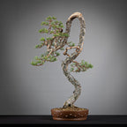 Frente de bonsai yamadori de pinus sylvestris en estilo bunjin y tamaño dai.