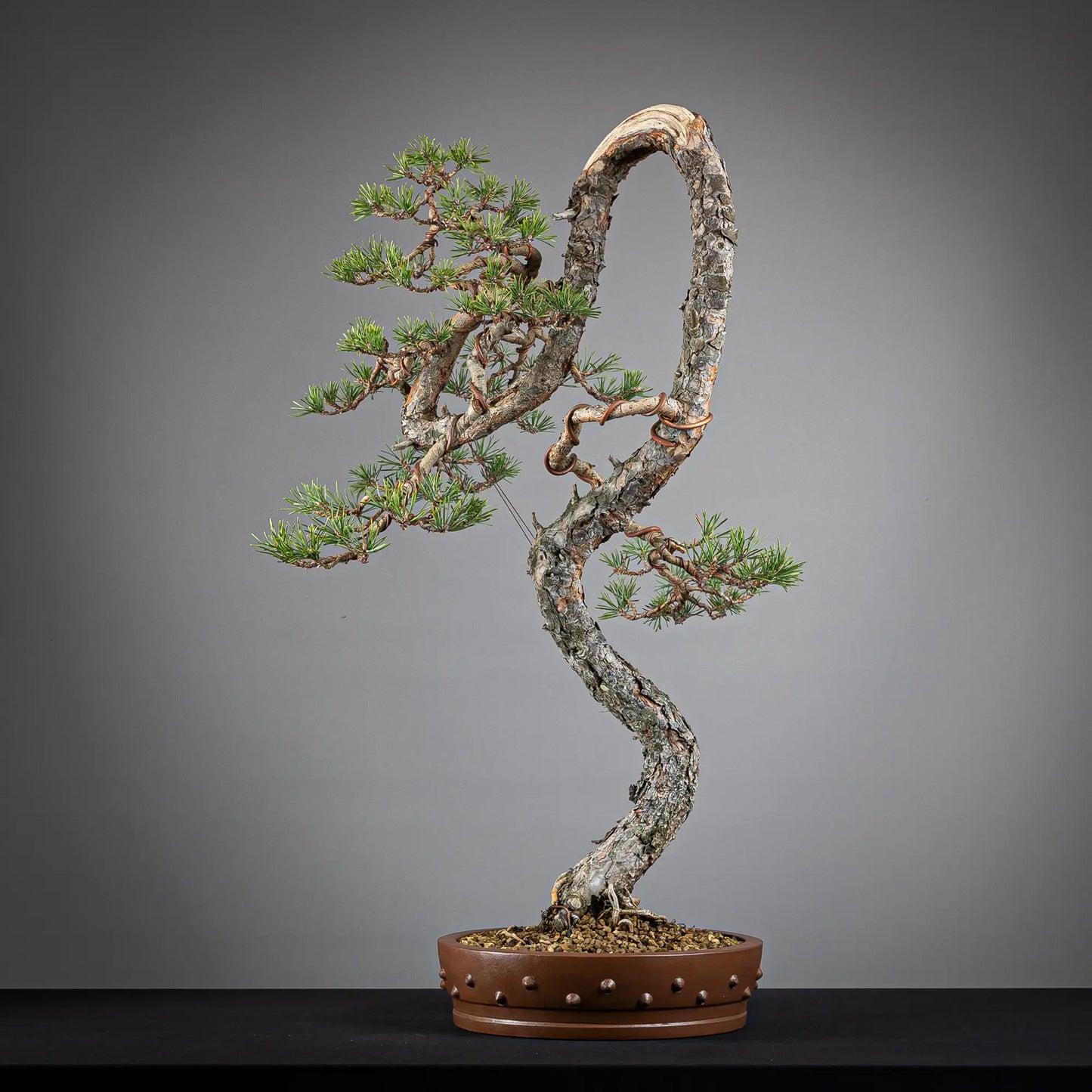 Frente de bonsai yamadori de pinus sylvestris en estilo bunjin y tamaño dai.