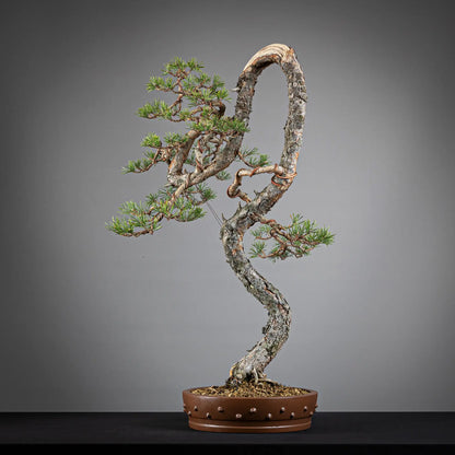 Frente de bonsai yamadori de pinus sylvestris en estilo bunjin y tamaño dai.