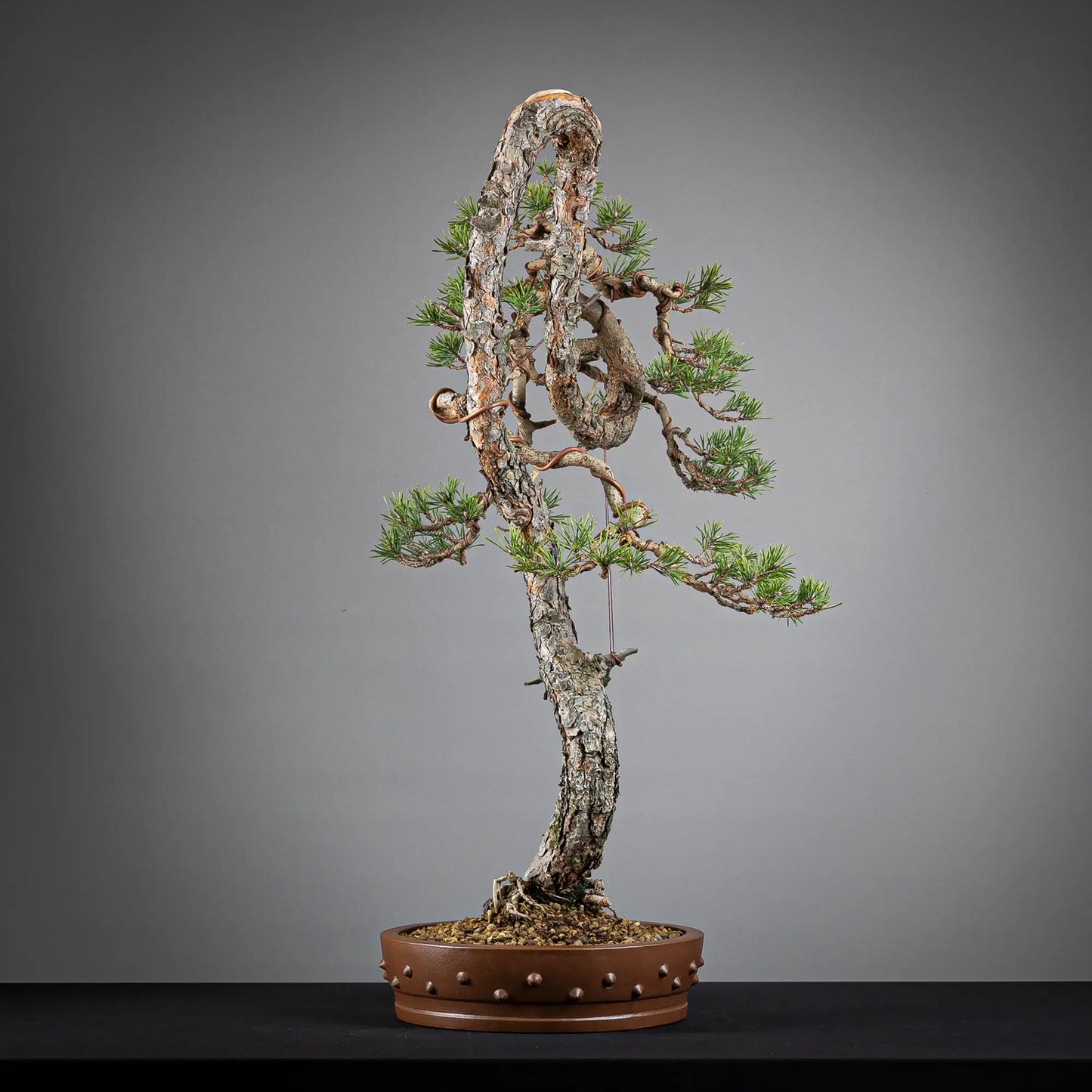 Cara derecha de bonsai yamadori de pinus sylvestris.