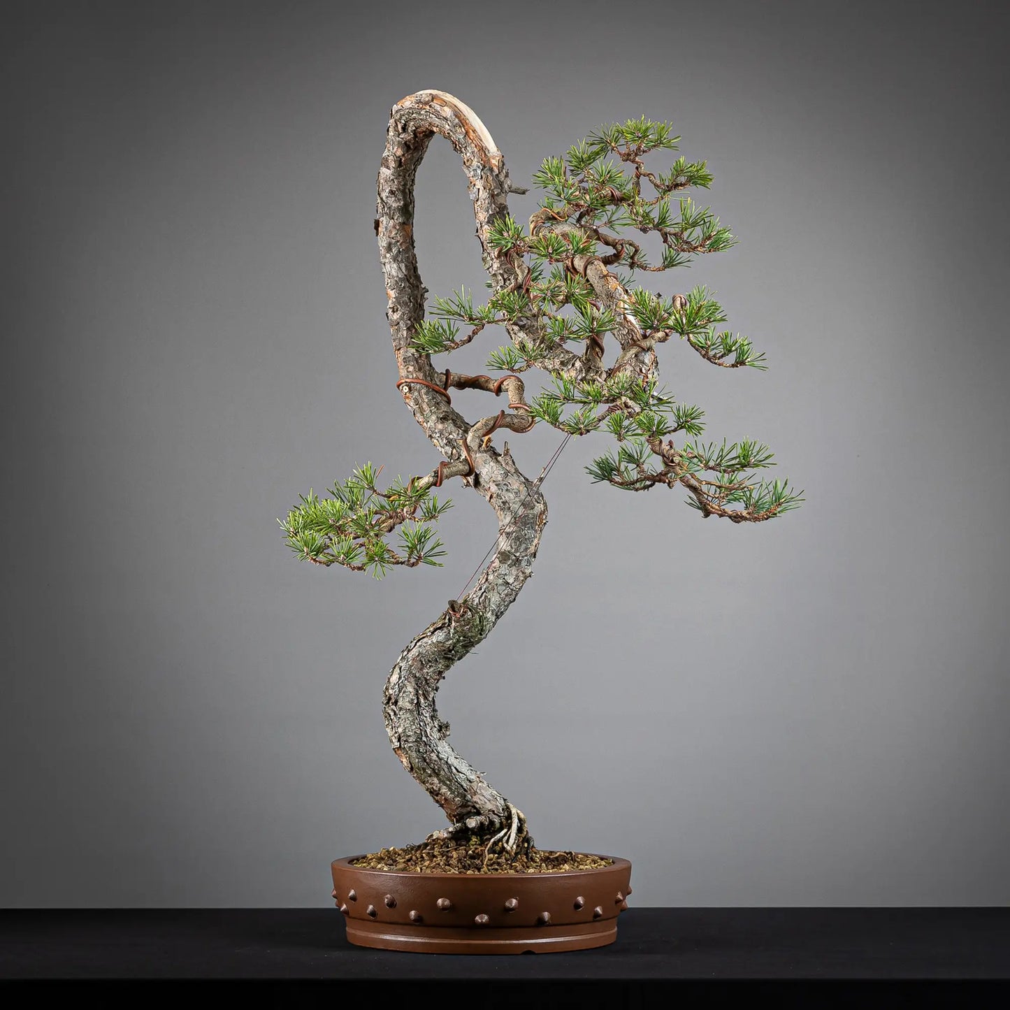 Cara trasera de bonsai yamadori de pinus sylvestris