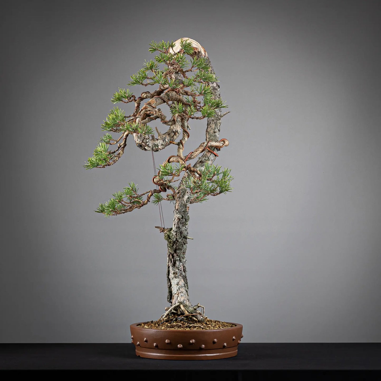 Cara izquierda de bonsai yamadori de pinus sylvestris