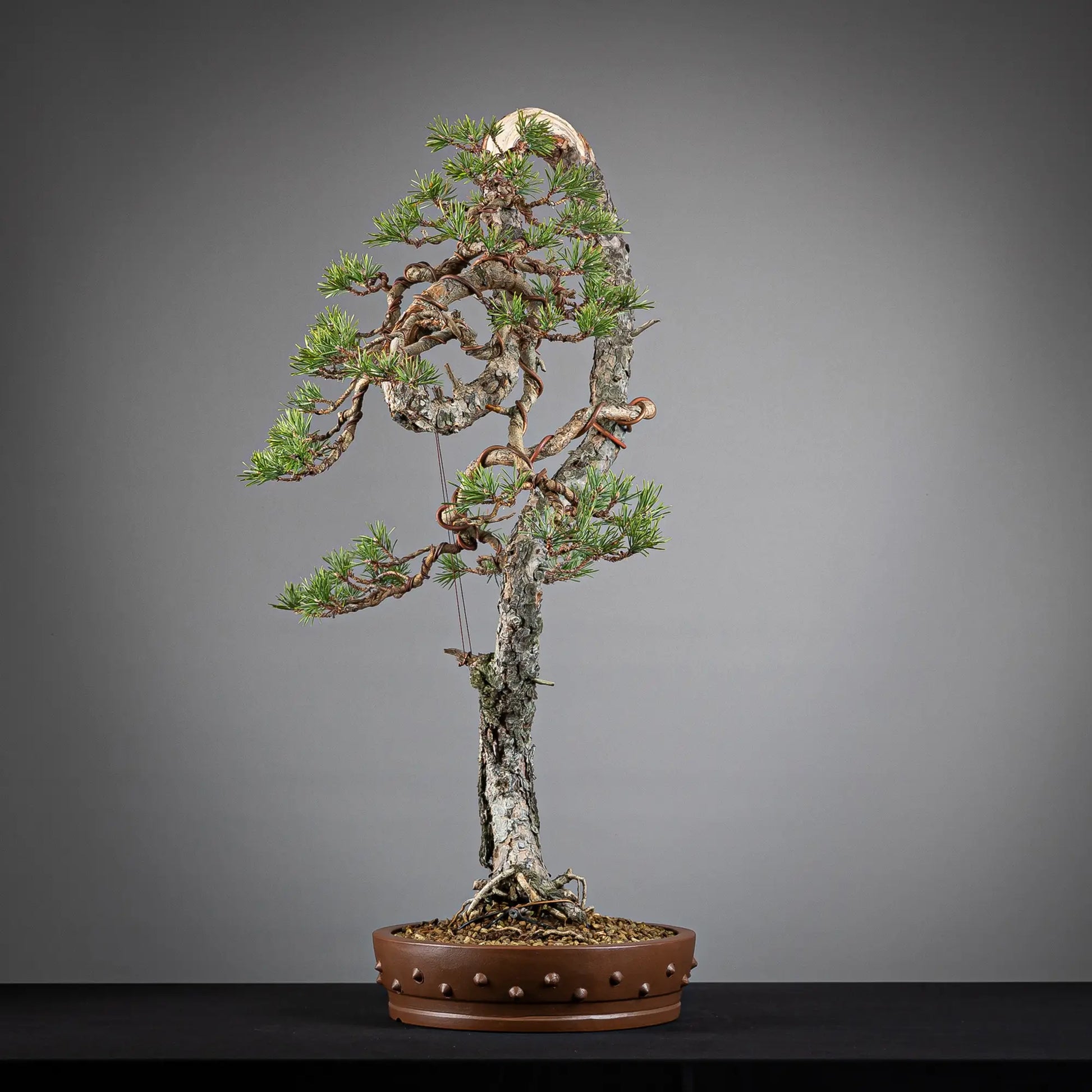Cara izquierda de bonsai yamadori de pinus sylvestris