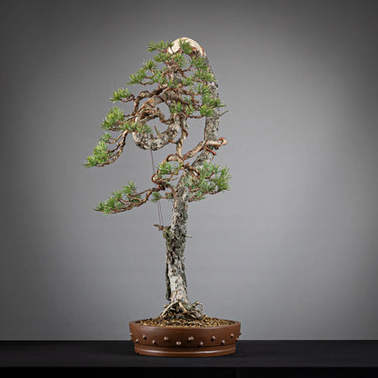 Cara izquierda de bonsai yamadori de pinus sylvestris