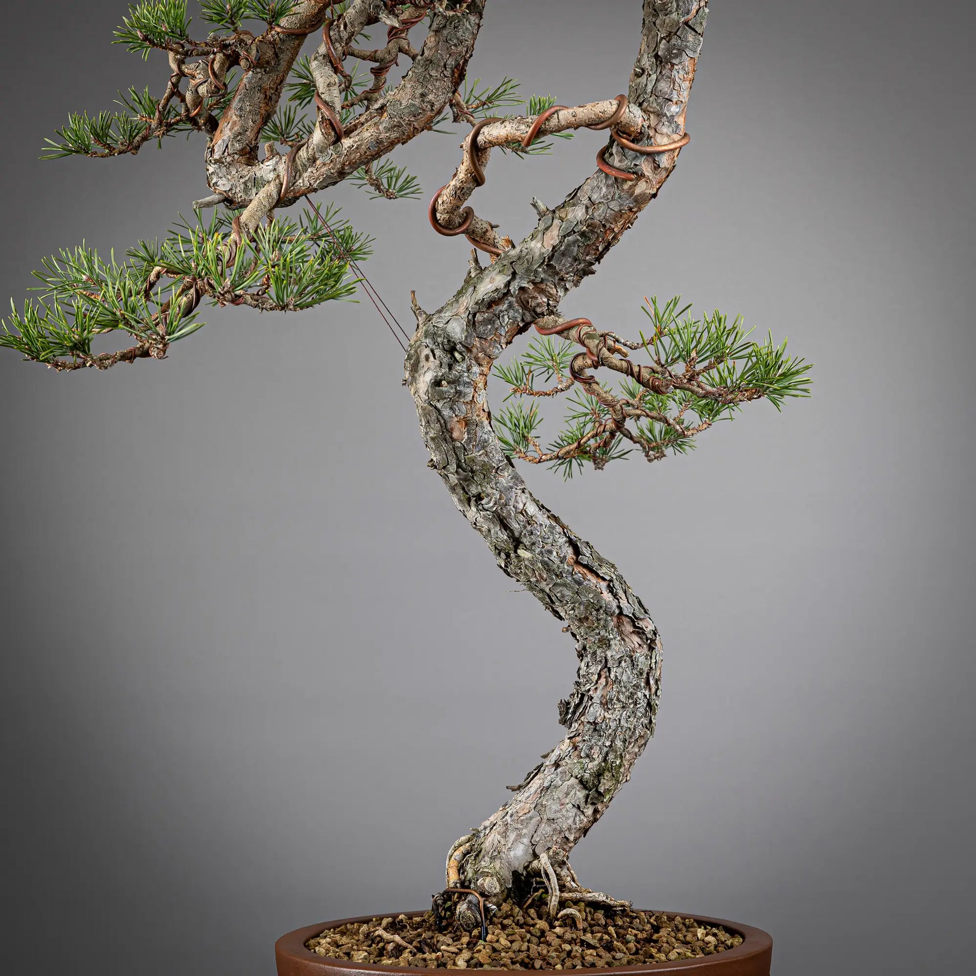 Detalle de tronco con curvas de bonsai yamadori de pinus sylvestris