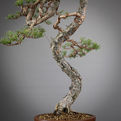 Detalle de tronco con curvas de bonsai yamadori de pinus sylvestris