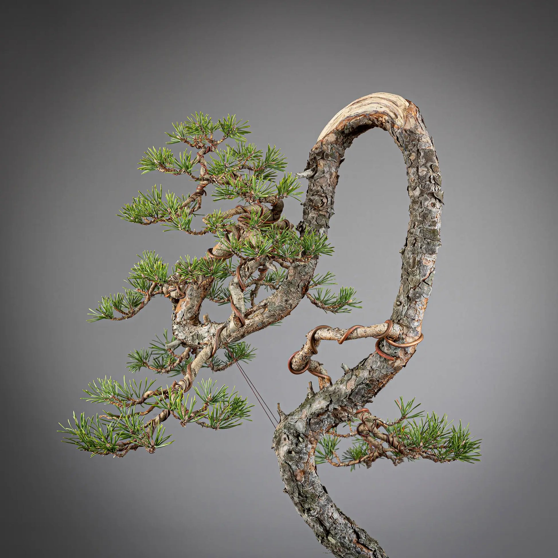 Detalle de pinus sylvestris con curvas en tronco y detalle de copa