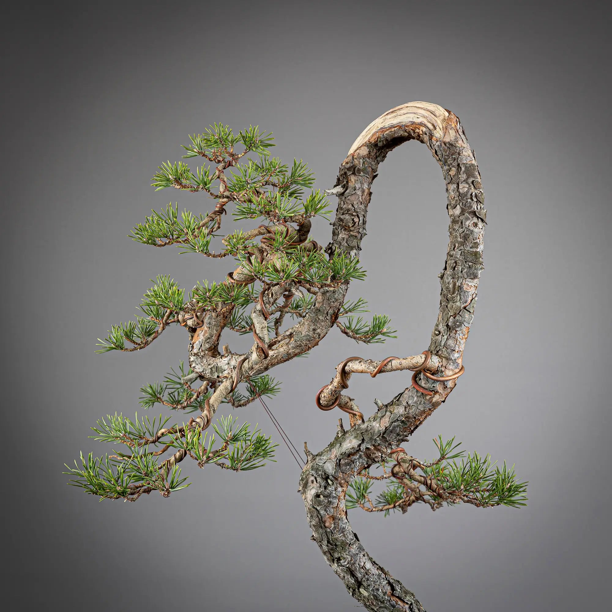 Detalle de pinus sylvestris con curvas en tronco y detalle de copa