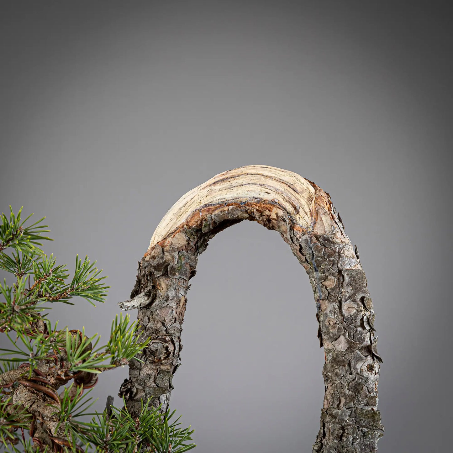 Detalle de shari en curva