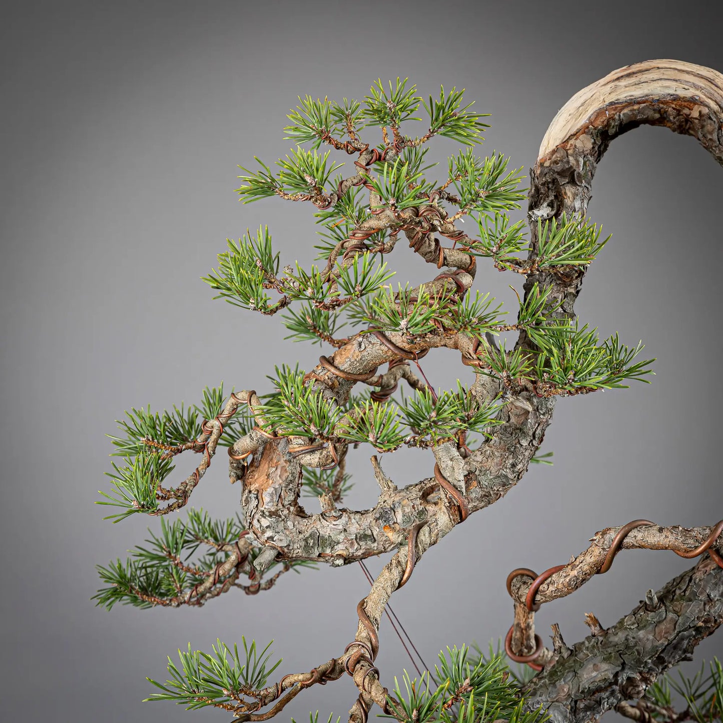 Detalle de apice de bonsai yamadori de pinus sylvestris