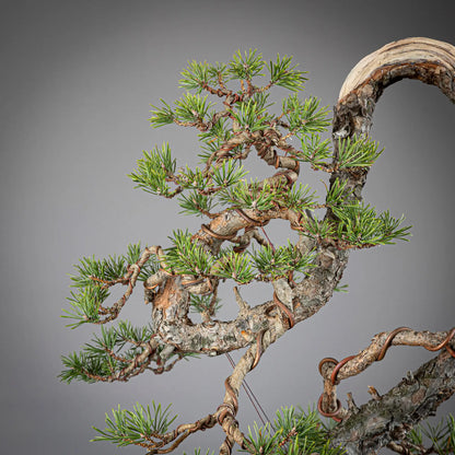 Detalle de apice de bonsai yamadori de pinus sylvestris