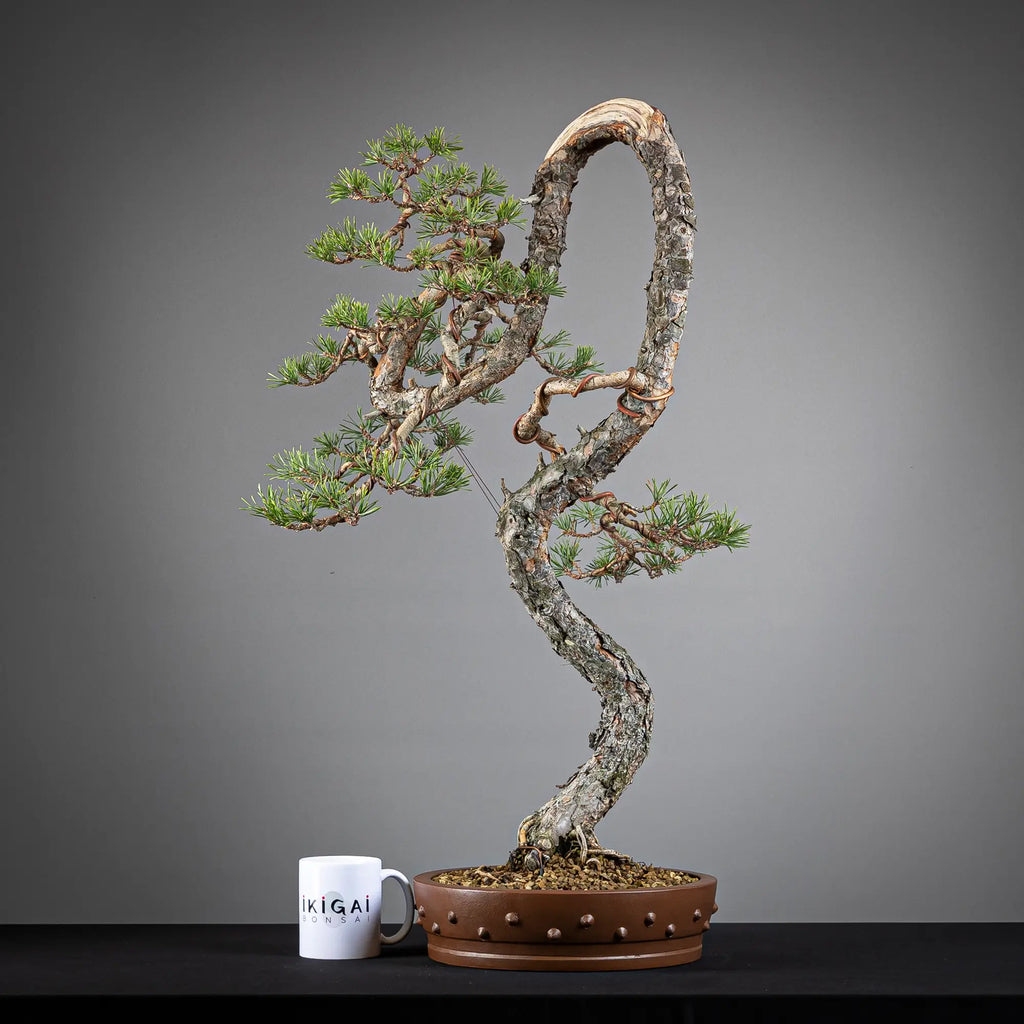 Comparativa de tamaño de bonsai yamadori de pinus sylvestris de tamaño dai con una taza de café de la tienda ikigai bonsai