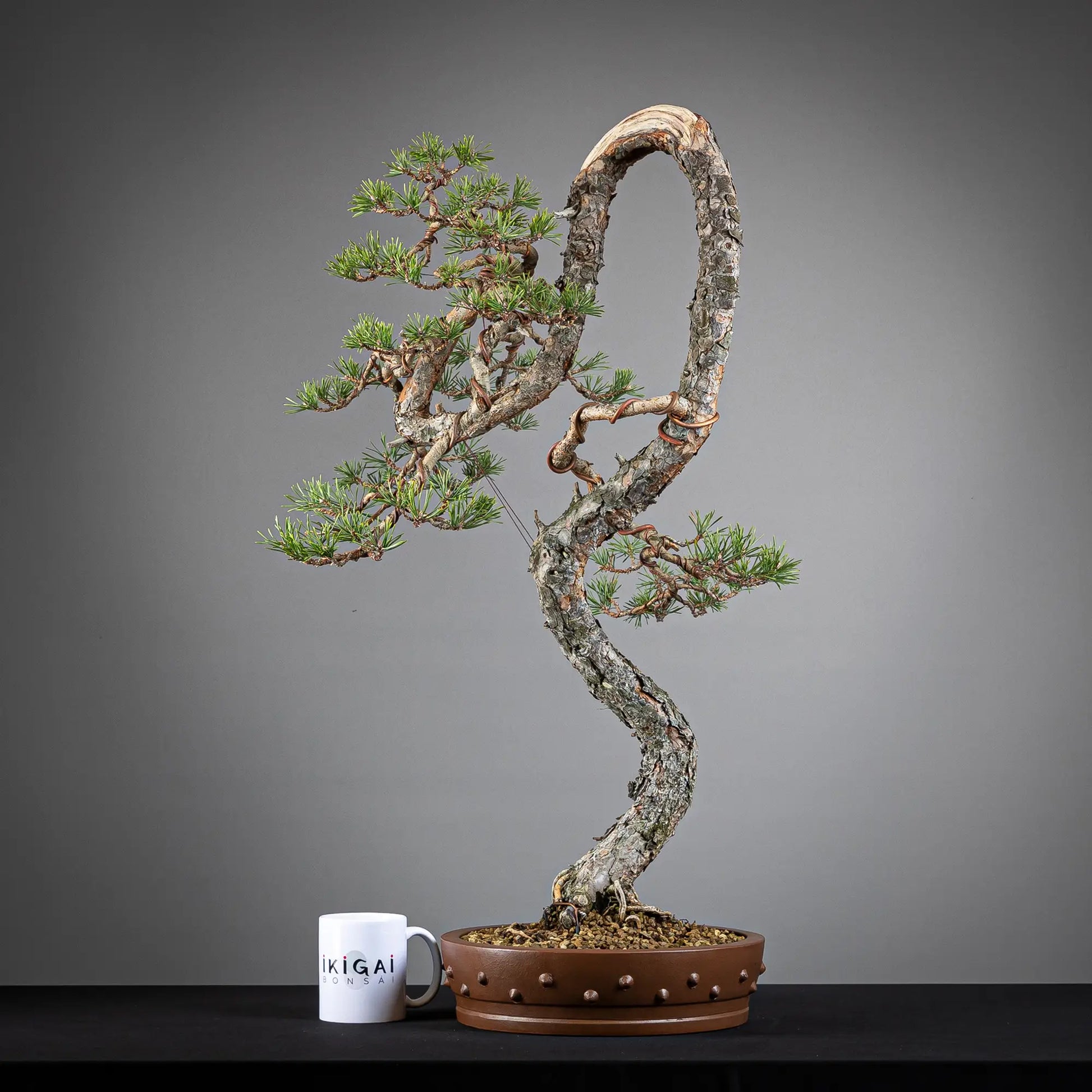 Comparativa de tamaño de bonsai yamadori de pinus sylvestris de tamaño dai con una taza de café de la tienda ikigai bonsai