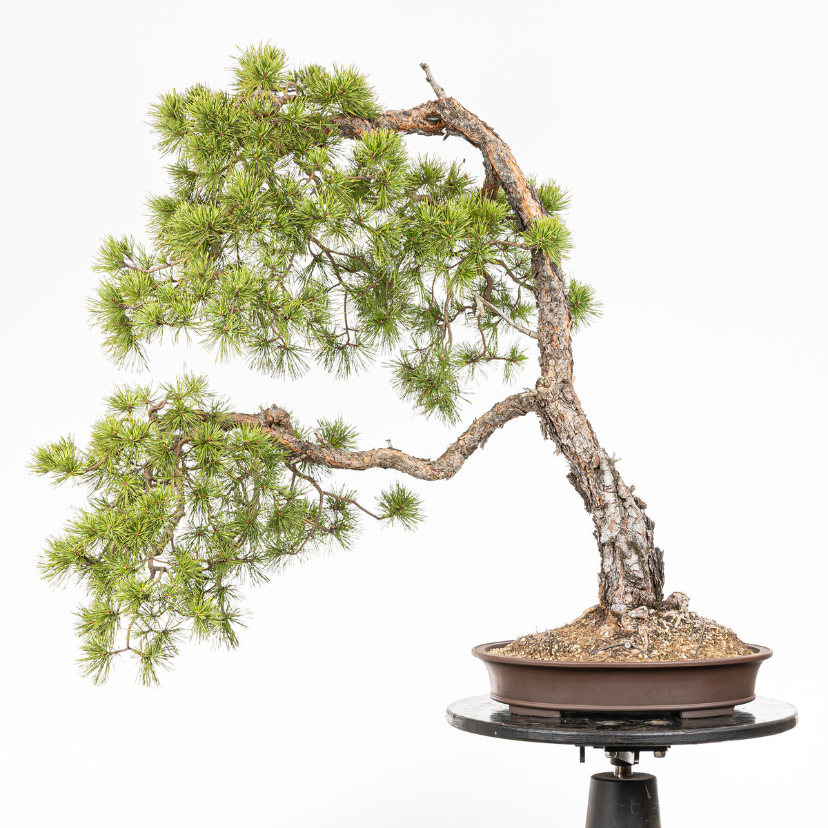 Bonsaï "Bunjin Double Cime" - Pin sylvestre (Pinus sylvestris)