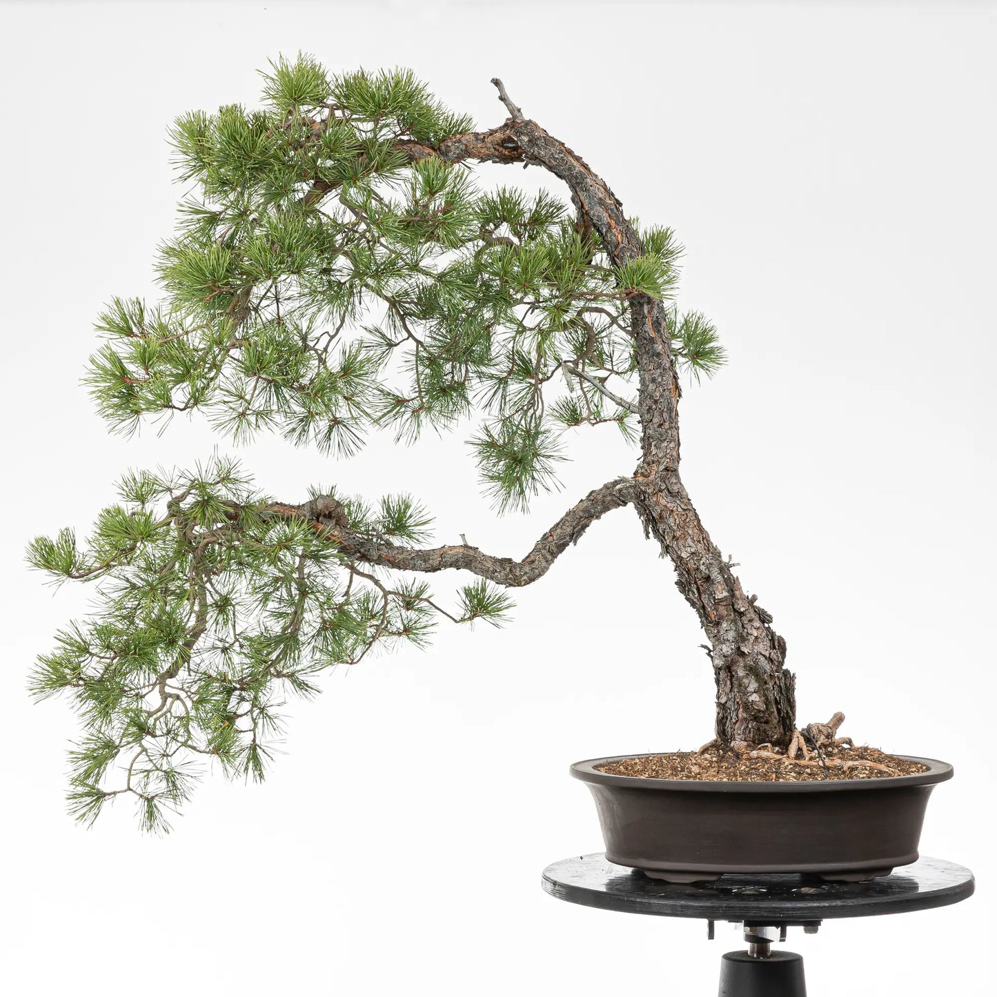 Bonsai yamadori de pino silvestre de tamaño dai y estilo bunjin 