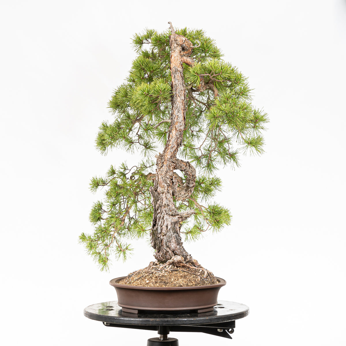 Bonsaï "Bunjin Double Cime" - Pin sylvestre (Pinus sylvestris)